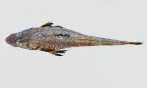 Spiny Flat Head - Kata mur baila (কাঁটা মুর বাইলা) - Kumococius rodericensis - Type: Bonyfish