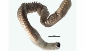 Clamworm - Somudra Bicha (সমুদ্র বিছা), Somudra Changa (সমুদ্র ছ্যাংগা) - Kuwaita heteropoda - Type: Fireworms