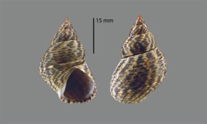 Rough periwinkle, Scabra periwinkle - choto shamuk (ছোট শামুক) - LIttoraria scabra - Type: Sea_snails