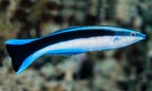 Bluestreak cleaner wrasse - Shundori machh (সুন্দরী মাছ) - Labroides dimidiatus - Type: Bonyfish