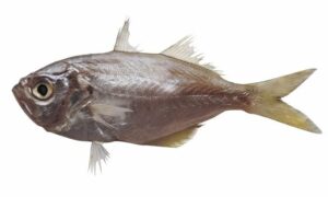 False Trevally, Milk Fish, Big-jawed Jumper - Chounga Mukhi Mach (চৌঙামুখী মাছ) , Sokedi (সুকেদি), Narkeli mach (নারকেলি মাছ), Bhat mach (ভাত মাছ) - Lactarius lactarius - Type: Bonyfish