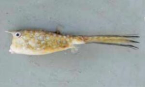 Longhorn cowfish - Lomba Shing Goru Mach (লম্বা শিং গরু মাছ), Bakshaw machh ( বাক্স মাছ) - Lactoria cornuta - Type: Bonyfish