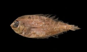 Lefteye flounders - নাপিত সারজন মাছ (Napit surgen mach) - Laeops nigrescens - Type: Bonyfish