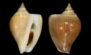 Dog conch - Pakhi shamuk (পাখি শামুক) - Laevistrombus canarium - Type: Sea_snails