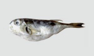 Diamondback Puffer - Hirak Potka (হীরক পটকা), Potka (পটকা) - Lagocephalus guentheri - Type: Bonyfish