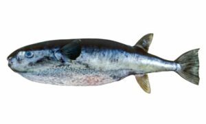 Oceanic puffer - Sagor potka (সাগর পটকা) - Lagocephalus lagocephalus - Type: Bonyfish