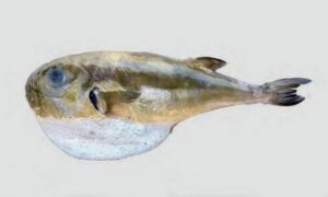 Lunartail puffer, Rough golden toad fish, Green Puffer fish, blowfish, green rough-backed puffer - Sobuj potka (সবুজ পটকা), Rupali potka (রুপালি পটকা) - Lagocephalus lunaris - Type: Bonyfish