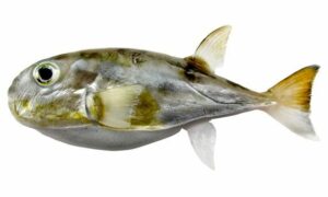 Half-smooth golden pufferfish - Sonali potka (সোনালি পটকা), Dora potka (ডোরা পটকা), Sonali ava potka (সোনালী আভা পটকা) - Lagocephalus spadiceus - Type: Bonyfish