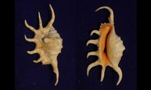 Orange spider conch, crocate spider shell - Chhat kata, Bicchu shamuk - Lambis crocata - Type: Sea_snails