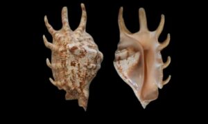 Common spider conch, smooth spider shell, spider conch - Chhat kata, Bischu kata (বিচ্ছু শামুক) - Lambis lambis - Type: Sea_snails