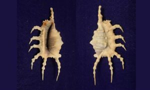Scorpio spider conch - Chhat kata - Lambis scorpius - Type: Sea_snails