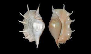 Giant spider conch - Bischu kata (বিচ্ছু শামুক) - Lambis truncata - Type: Sea_snails