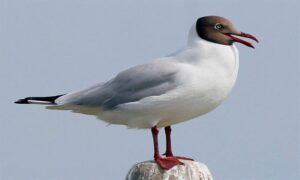 Brown headed gull - Khoiramatha Gangchil (খয়রামাথা গাঙচিল), Gonga Koitar (গঙ্গা কৈতর) - Larus brunnicephalus - Type: Marine_birds