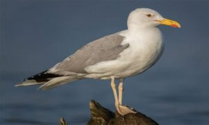 Yellow-legged Gull, Caspian Gull - Holdepa Gangchil (হলদে পা গাঙচিল) - Larus cachinnans - Type: Marine_birds