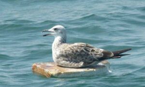 Heuglin's Gull, Lesser Black-backed Gull - Heugliner Gangchil (গাঙচিল) - Larus fuscus heuglini - Type: Marine_birds