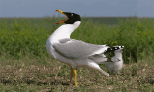 Great Black-headed Gull - Palasi Gangchil (পলাশী গাঙচিল পাখি), Brihat Jal Kabutar (বৃহৎ জাল কবুতর) - Larus ichthyaetus - Type: Marine_birds