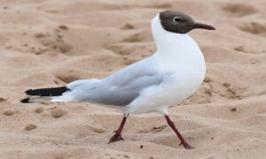 Black headed gull - Kalamatha Gangchil (কালামাথা গাঙচিল), Gonga Kabutor (গঙ্গা কবুতর) - Larus ridibundus - Type: Marine_birds