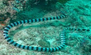 Yellow-lipped Sea Krait - Holud-mukho Samudrik Shap (হলুদ-মুখো সামুদ্রিক সাপ) - Laticauda colubrina - Type: Snakes