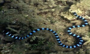 Blackbanded Sea Krait - Kalobole Samudrik Keutey (কালোবলি সামুদ্রিক কেউটে) - Laticauda laticaudata - Type: Snakes