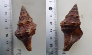 Many-angled latirus, Barclays latirus - Gota leza (গোটা ল্যাজা) - Latirus polygonus - Type: Sea_snails