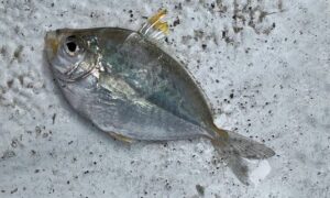 Shortnose ponyfish - Komola chanda (কমলা চাঁন্দা), Poysa mach (পয়সা মাছ) - Leiognathus brevirostris - Type: Bonyfish