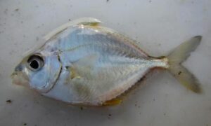 Common ponyfish - Taka chanda (টাকা চান্দা), Dim taka chanda (ডিম টাকা চান্দা) - Leiognathus equula - Type: Bonyfish