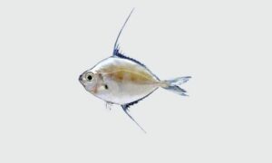 Longspine ponyfish - Not Known - Aurigequula longispinis - Type: Bonyfish