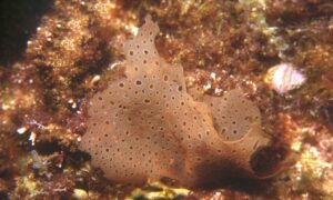 Not Known - Not Known - Leiomenia cribrosa - Type: Seaweeds