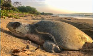 Olive Ridley Turtle - Samudrik Kachim (সামুদ্রিক কাছিম) - Lepidochelys olivacea - Type: Turtles