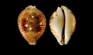 Prince cowrie - Dim koyre (ডিম কড়ি) - Leporicypraea valentia - Type: Sea_snails