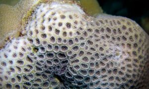 Crust coral - Not Known. - Leptastrea transversa - Type: Hardcorals