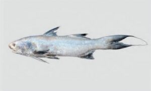 Indian Threadfin - Lakkha (লাক্ষা), Lakhua (লাখুয়া), Taila (তাইলা) - Leptomelanosoma indicum - Type: Bonyfish