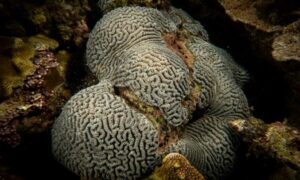Not known - Not Known. - Leptoria phrygia - Type: Hardcorals