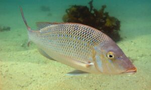 Spangled Emperor - Datina (দাতিনা), karua koral (কারুয়া কোরাল) - Lethrinus nebulosus - Type: Bonyfish