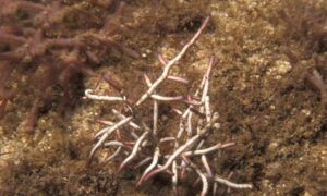 Not Known - Not Known - Liagora albicans - Type: Seaweeds
