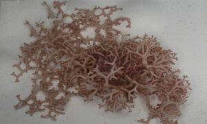 Not Known - Not Known - Liagora ceranoides - Type: Seaweeds
