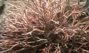 Not Known - Not Known - Liagora donaldiana - Type: Seaweeds