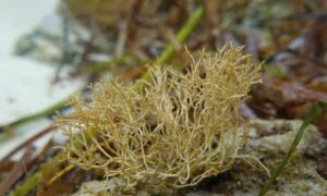 Not Known - Not Known - Liagora harveyana - Type: Seaweeds