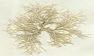 Not Known - Not Known - Liagora hawaiiana - Type: Seaweeds