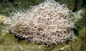 Not Known - Not Known - Liagora tetrasporifera - Type: Seaweeds