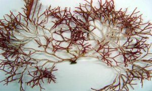 Not Known - Not Known - Liagora viscida - Type: Seaweeds
