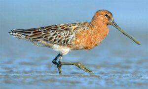 Asian Dowitcher - Ashio Suichar (এশীয় সুইচর) - Limnodromus semipalmatus - Type: Marine_birds