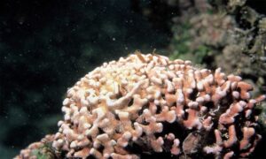 Not Known - Not Known - Lithophyllum kotschyanum - Type: Seaweeds