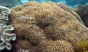Largebrain root coral - Not Known. - Lobophyllia hemprichii - Type: Hardcorals