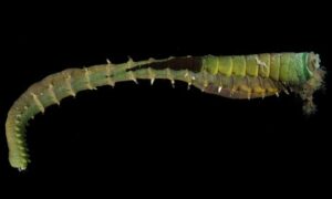 Medusa worm - Somudra Bicha (সমুদ্র বিছা), Somudra Changa (সমুদ্র ছ্যাংগা) - Loimia medusa - Type: Fireworms