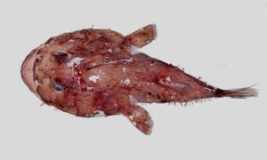 Smooth angler - Samudra cheka (সমুদ্র চেকা) - Lophiodes mutilus - Type: Bonyfish