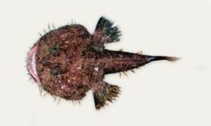 Blackmouth angler - Kalo mukh bang mach (কালো মুখ ব্যাং মাছ) - Lophiomus setigerus - Type: Bonyfish