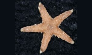 Sea star Star fish - Taramachh (তারা মাছ) - Luidia hardwicki - Type: Sea_star