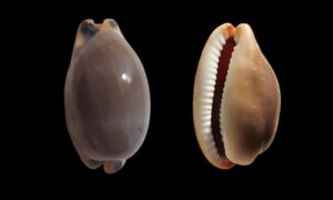 Lurid cowrie, Fallow cowrie - Tela koyre (তেলা কড়ি) - Luria lurida - Type: Sea_snails