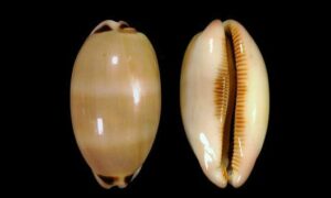 Lamarck's cowrie, Lovely cowrie - Sundory Koyre (সুন্দরি কড়ি) - Luria pulchra - Type: Sea_snails